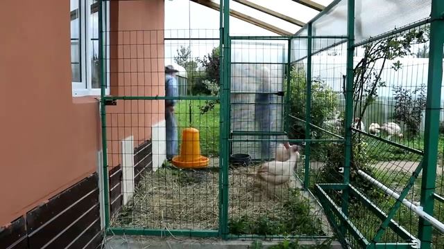 Выращивание бройлерных индюков. От инкубации до взвешивания тушки. Хайбрид Конвертер.