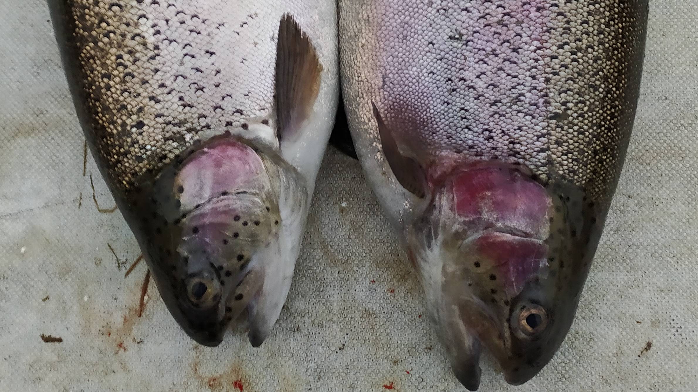 МИСАЙЛОВО TROUT. 4 мая. Открытие ВЕСЕННЕГО ФОРЕЛЕВОГО СЕЗОНА 2022.mp4