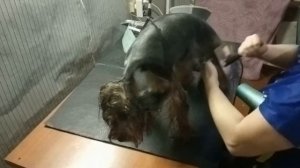 Груминг Йорка. Стрижка йоркширского терьера Мити