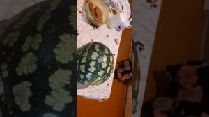 Как сохранить арбуз до нового года