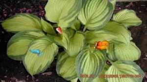 Хоста форчуна Альбопикта (hosta fortunei) ? Альбопикта обзор: как сажать, рассада хосты Альбопикта