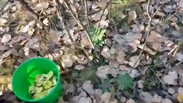 Тихая охота на зелёнки (рядовки осенние) смотреть онлайн