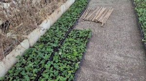 Как быстро посадить усы клубники в марте!
