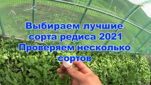 Выбираем лучшие сорта редиса 2021.