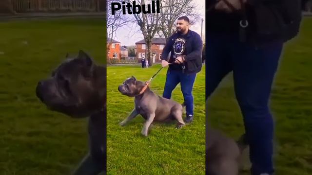 pitbull dog status  short video Tik tok video op all dog status#pitbulldogstatus