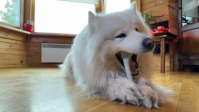 PU8003 Игрушка для собак Pet Universe кость жевательная со вкусом курицы, 18х3,5х4,5 см смотреть онлайн