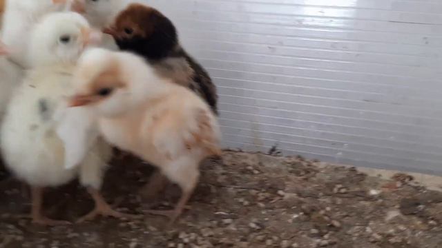 Инкубация 2020 какая огромная разница!!!