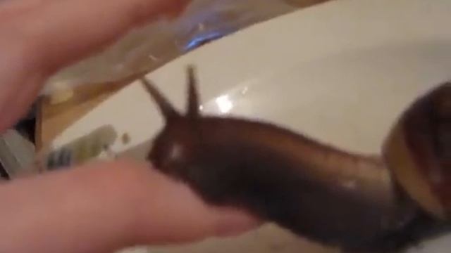 Snail achatina fulica Улитка ахатина фулика смотреть онлайн