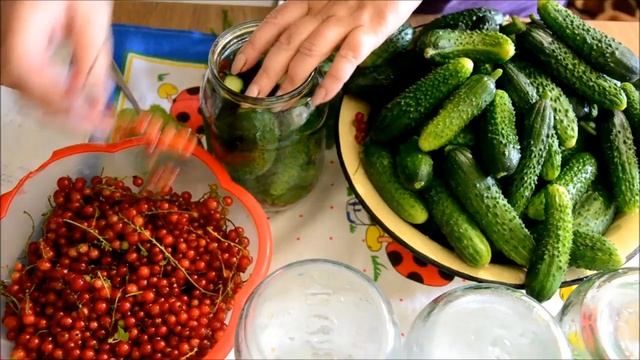 Заготовки на зиму. Огурцы с красной смородиной смотреть онлайн