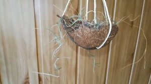 Кашпо из кокоса для тилландсии