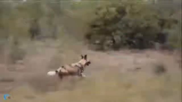 Mother Bear saves her children from the Wolf! Bear attack Strong смотреть онлайн