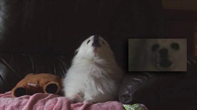 undertail - your best dog смотреть онлайн