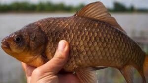 Факты о карасе ,которых вы не знали!До каких размеров вырастает,и какая продолжительность жизни.