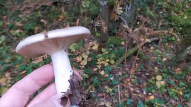Говорушка серая (Clitocybe nebularis). Как выглядит гриб на месте произрастания.