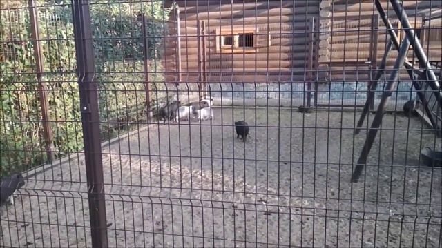 Зоопарк Ижевска /40 минут восторга или как танцуют верблюды, как скулят ламы и кто съел строителя смотреть онлайн