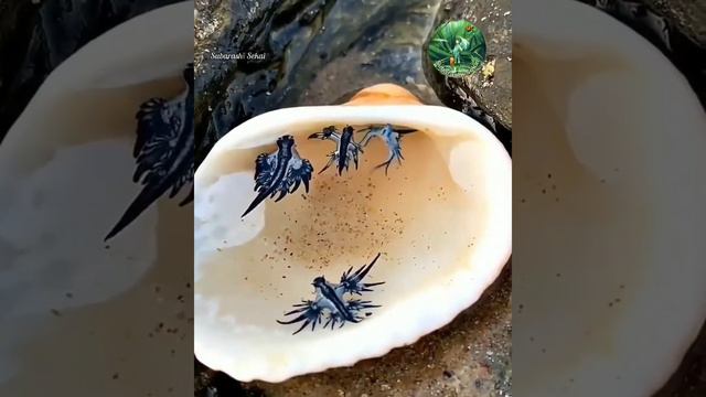 What in the world!? These incredible creatures are a type of Nudibranch known as the Blue glaucus.