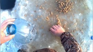 Ловлю гольяна на 5 литровые бутылки.