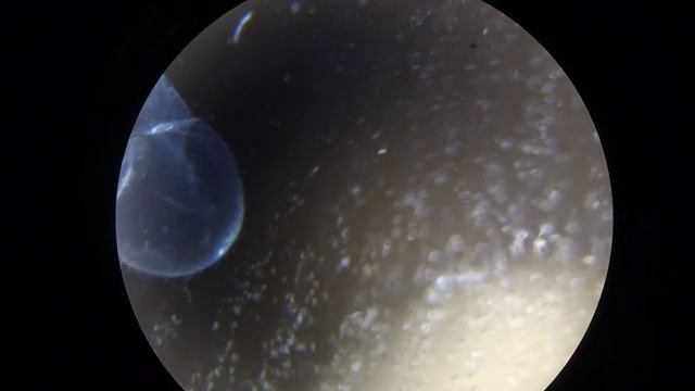 Eclosion [Full HD] смотреть онлайн