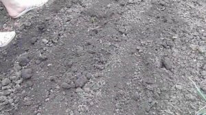 Как и Когда Сажать Редиску ?! Посадка Семенами в Открытый Грунт. Выращивание и Уход