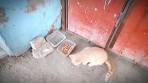 ВЛОГ: Накормили бездомных Котеек | Вместе мы сила!