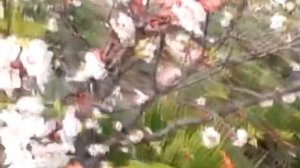 НАТАША КОРОЛЁВА. "АБРИКОСОВЫЕ СНЫ"