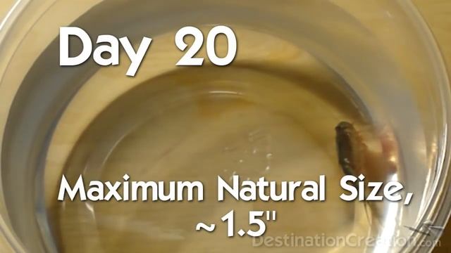 Godzilla Triops (How to grow giant, radioactive triops) смотреть онлайн