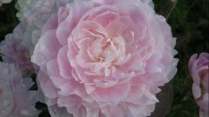 Peony Mrs F. D. Roosevelt / Пион Миссис Ф. Д. Рузевельт