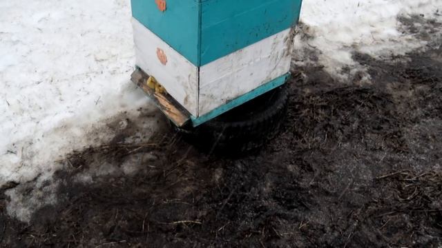 Сегодня на пасеке: выставка пчел, итоги зимовки 2019 года (видео) смотреть онлайн