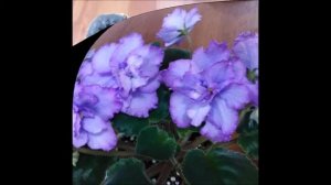 Стеллаж для фиалок своими руками. Небольшой обзор цветущих фиалок.