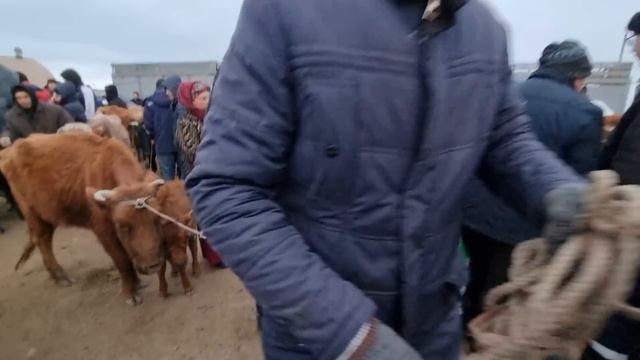 8-ЯНВАРЬ 2023/ХОЖЕЛИ МАЛ БАЗАРЫ/СКОТНЫЙ РЫНОК/BUQALAR/BIG BULLS IN THE WORLD/BIG COW/РЕКОРД БЫК
