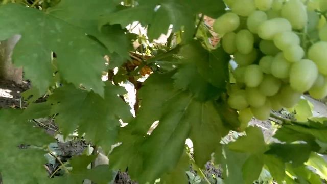 Ультроранние сорта на 22.07.2018. Часть 1 смотреть онлайн