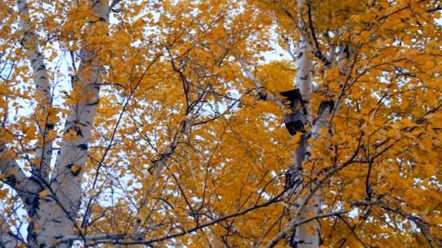 Золотая берёза смотреть онлайн