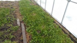 Свежая зелень для кур-несушек зимой.