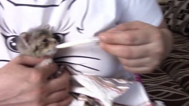 Кормлю Бездомного Котёнка из Пипетки смотреть онлайн