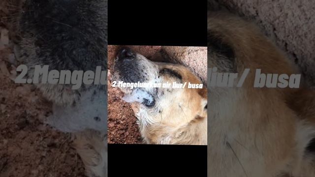 #ciri² anjing terkena virus rabies #bantusubscribe#vidioshort #viral #bantusubscribe