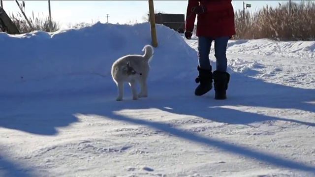 Жамила 3 5 мес хаски смотреть онлайн