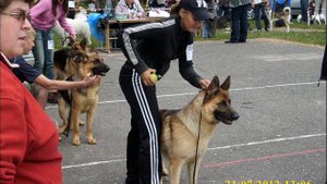 Питомник "Рабочие Собаки",  видео