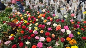 10 December Morning Galiff Street Visit | Kolkata Flower Plants Market, Rose Garbera Petunia 🌹🌸🌻🌿🌼