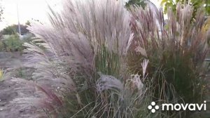 Міскантус пурпл фолл