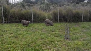 Животные бразилии