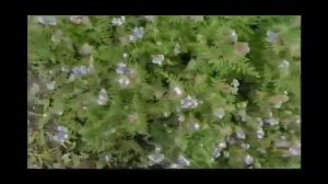 Медоносная трава фацелия и хадисы