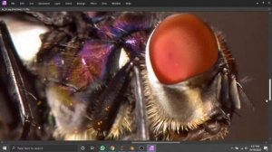 What goes into recording a fly in the Calliphoridae family?