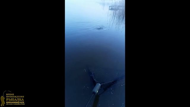 06 09 05 16 Генезис Клуб ВПР Турнир по ловле карпа смотреть онлайн