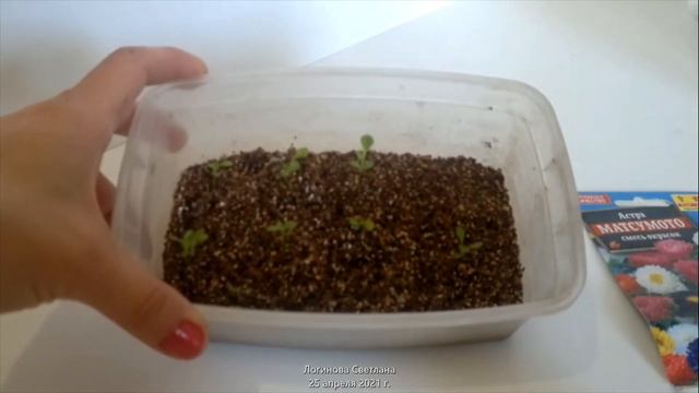 Самый лучший способ вырастить здоровую и крепкую рассаду. Личный опыт !!! Lana L смотреть онлайн