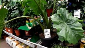 Самые красивые цветы  в магазине OBI Питер! ОБЗОР и цены