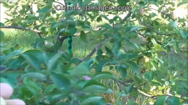 Late July Orchard Ramble 2017 - What causes that?! смотреть онлайн