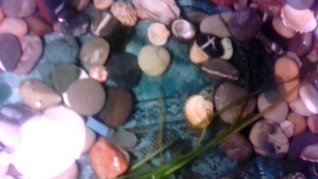 обзор жывотных тритон иглистый #3 смотреть онлайн