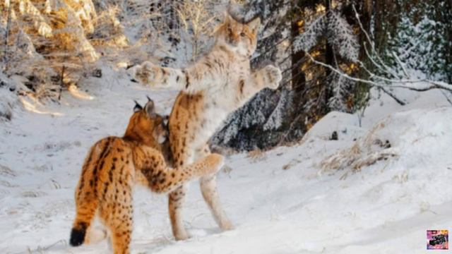 Всемирный день дикой природы смотреть онлайн