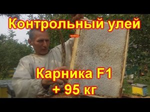 Отбор мёда. Контрольный улей,  Карника F1  +95 кг мёда
