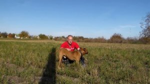 Нужно ли играть с бойцовой собакой ??? Американский Стаффордширский терьер